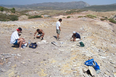 20070811005907-fosiles-plantas-alcaine.jpg