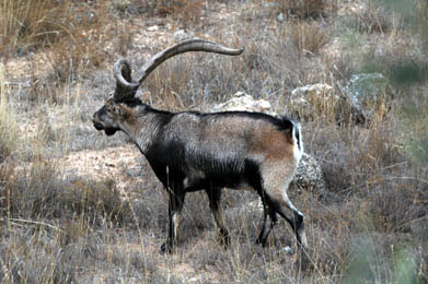 20080126193601-macho-cabra-montes-en-alcai.jpg