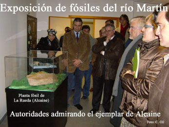 Fósiles de Alcaine en una Exposición abierta en Montalbán