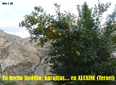 20091208170330-naranjas-en-alcaine-teruel.jpg
