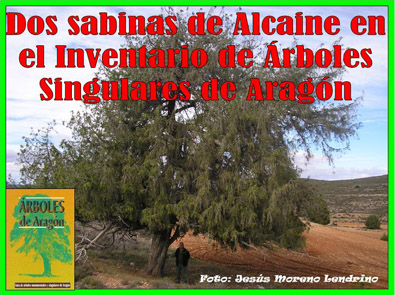 Dos árboles de Alcaine en el Inventario de Árboles Singulares de Aragón