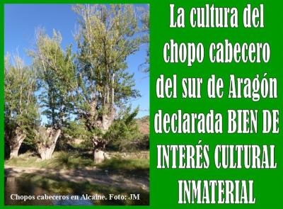 El Gobierno de Aragón declara la cultura del chopo cabecero, Bien de Interés Cultural Inmaterial
