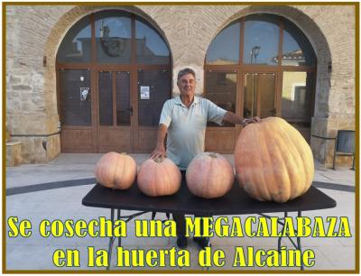 José Luna, cosecha una megacalabaza en su bancal de la Huerta Alta de Alcaine